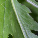 Dandelion leaf