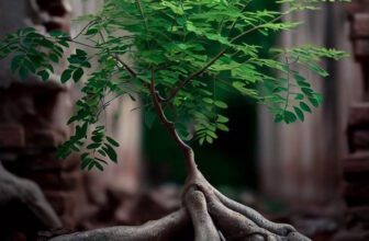 Why Preppers Should Plant Moringa Trees: The Ultimate Survival Tree