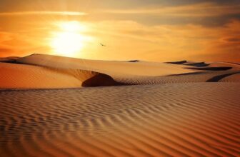 How To Survive In A Desert