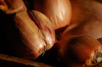 Survivalist's Garden: Shallots