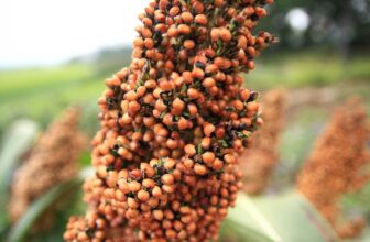 Survivalist's Garden: Sorghum