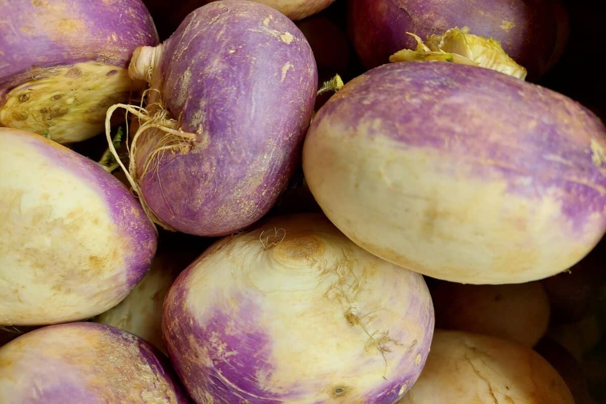 Survivalist’s Garden: Rutabaga