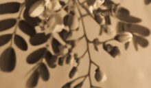 If You Could Only Plant One Tree…