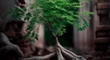 Why Preppers Should Plant Moringa Trees?