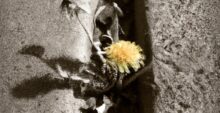 Dandelion Foraging in Urban Areas: Tips, Uses,  Facts