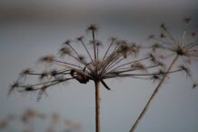 Seedbanks – The Protection Against A World Food Catastrophe