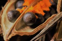 The Best Seed-Bank Kits