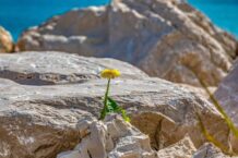 Three Universal Rules For Survival