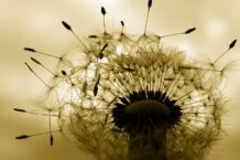 Plants That Will Help You Survive In The Wild