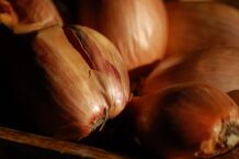 Survivalist’s Garden: Shallots