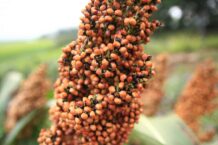 Survivalist’s Garden: Sorghum